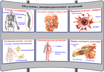 (К-ОБЖ-4) Основы медицинских знаний - Тематические модульные стенды - ОБЖ - Кабинеты по охране труда kabinetot.ru